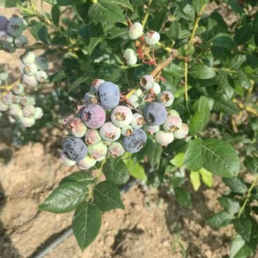 蓝莓鲜果10~12mm以上
