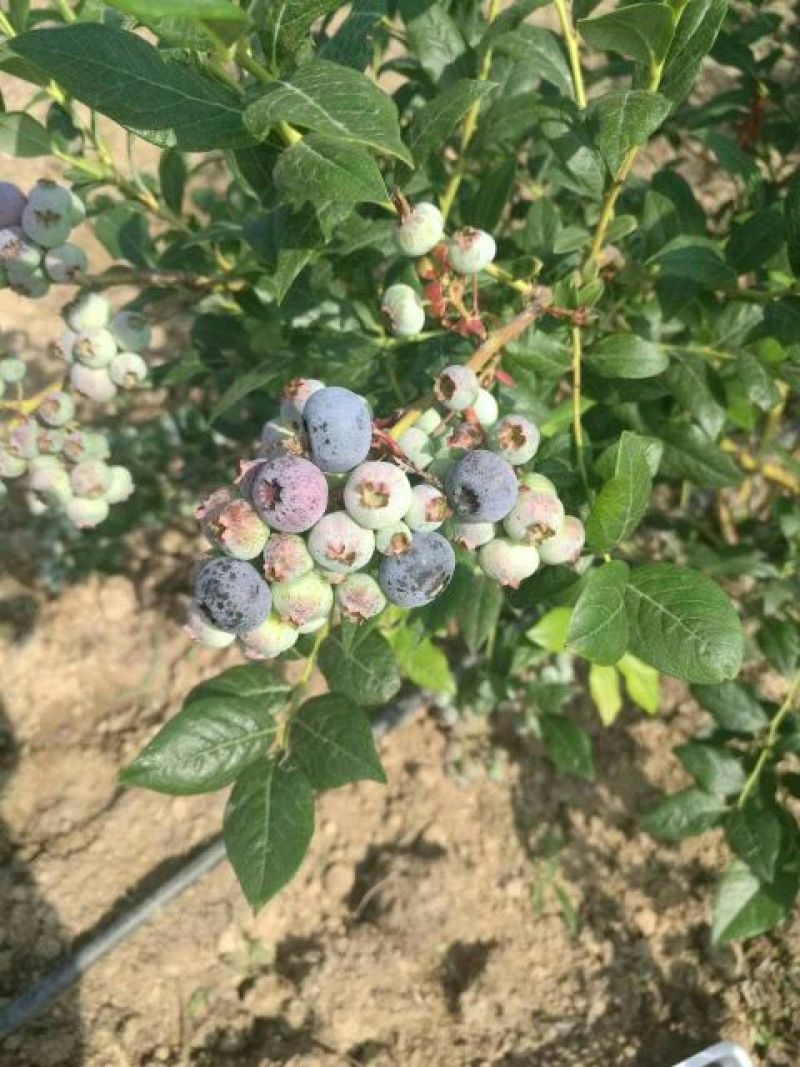 蓝莓鲜果10~12mm以上