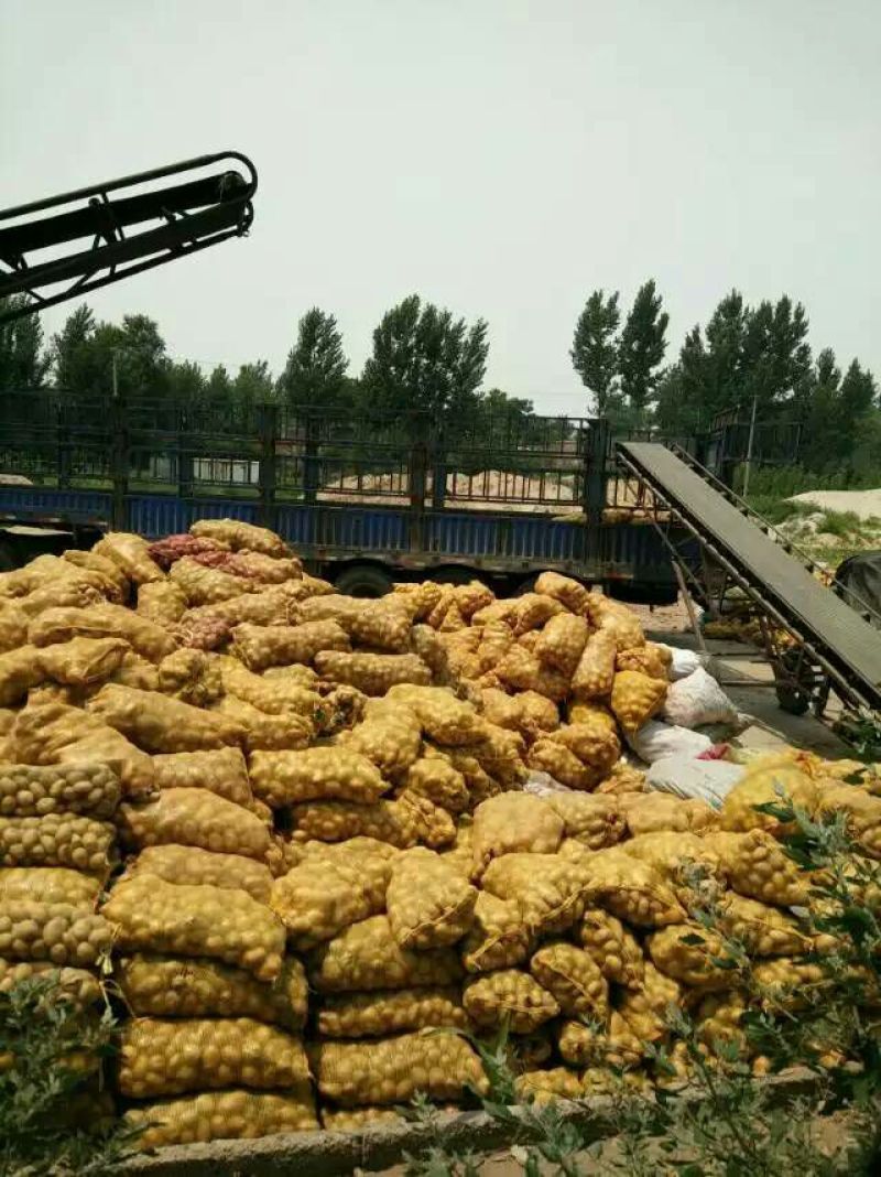 万亩沙地黄心土豆，产地直发，量大从优，望新老客户前来洽谈