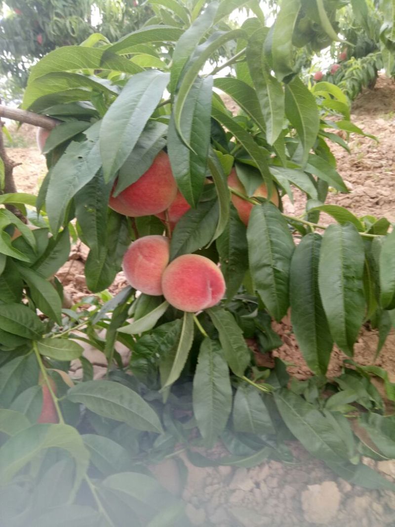 毛桃批发价格，陕西毛桃基地，大荔毛桃价格。