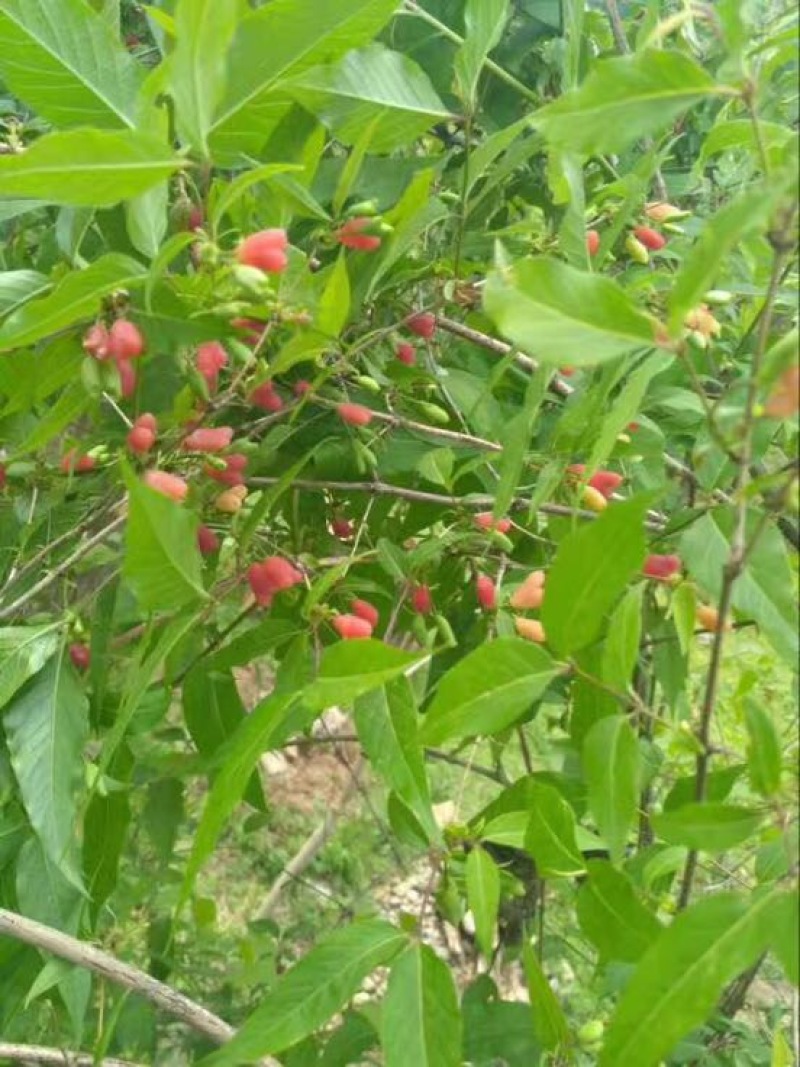 相思果树苗