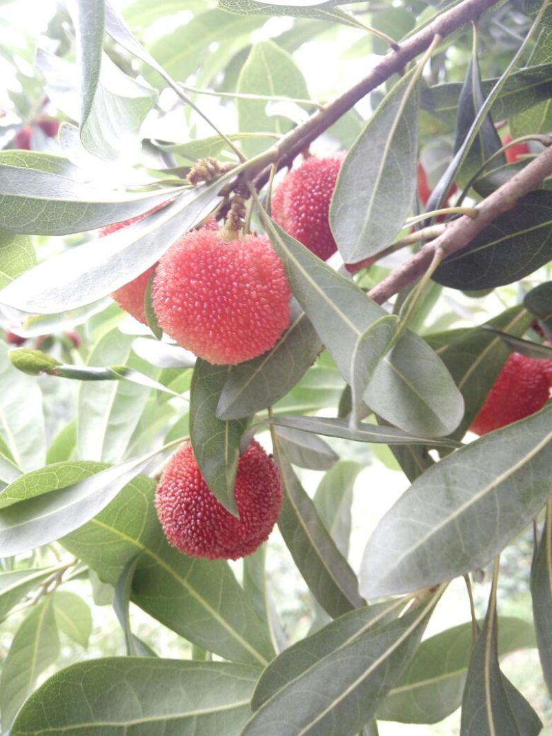仙居杨梅3~4cm