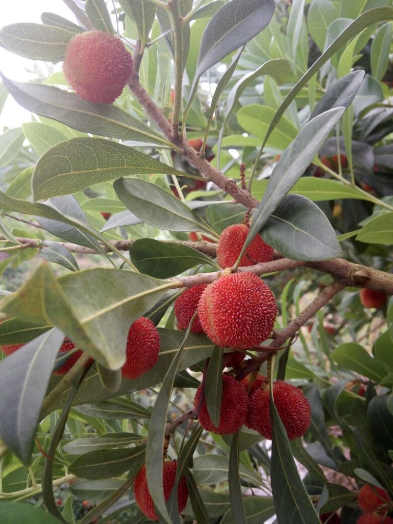 仙居杨梅3~4cm