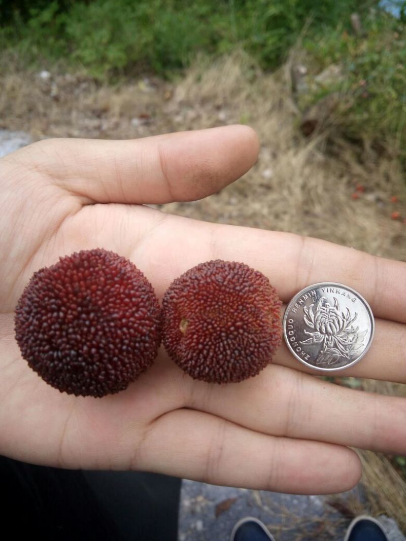 仙居杨梅3~4cm