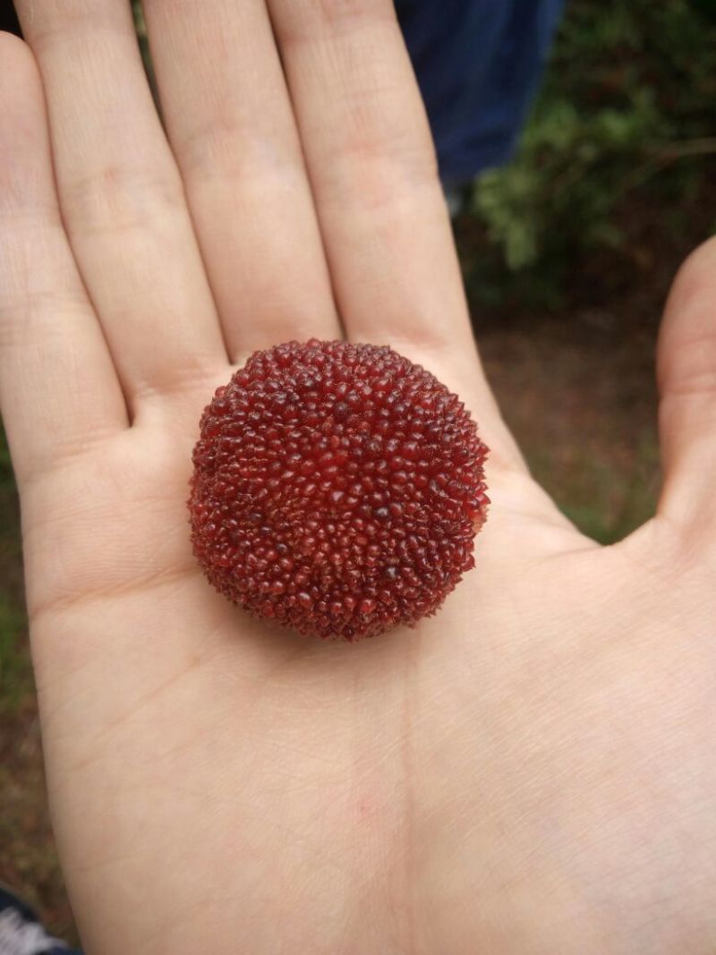 仙居杨梅3~4cm