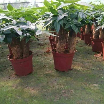 发财树带盆栽好
