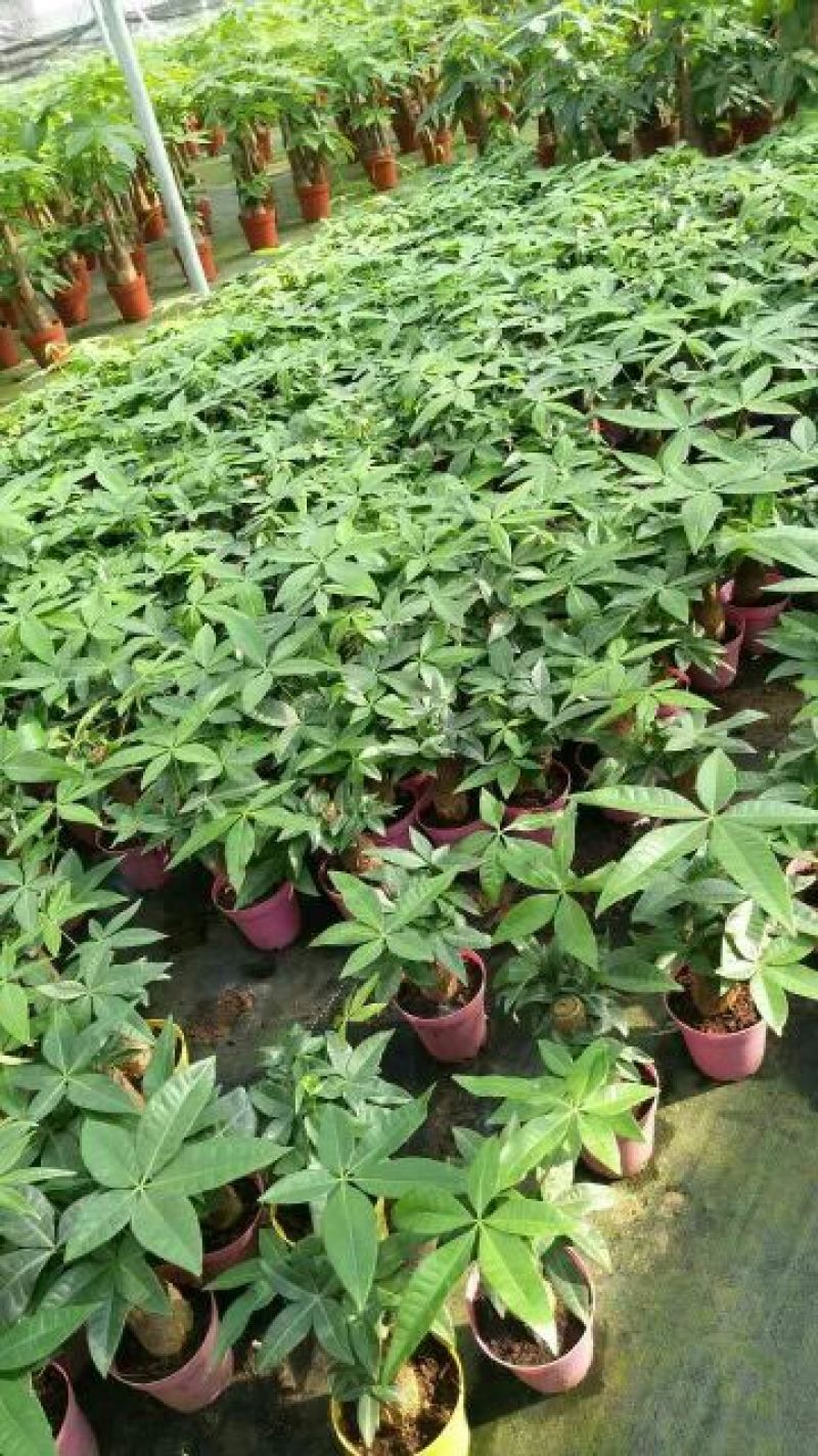 发财树带盆栽好