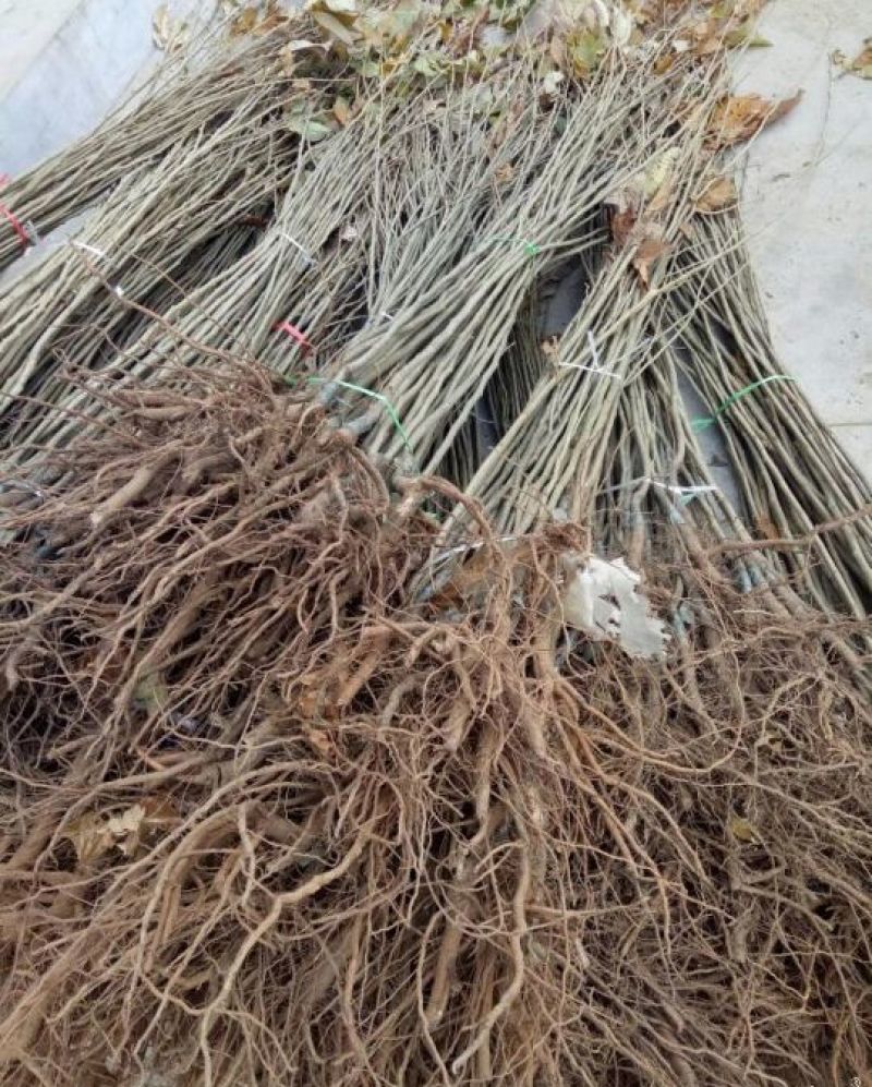 大红袍板栗苗80cm以上口感甜