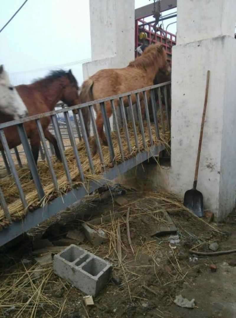 蒙古马200~300kg