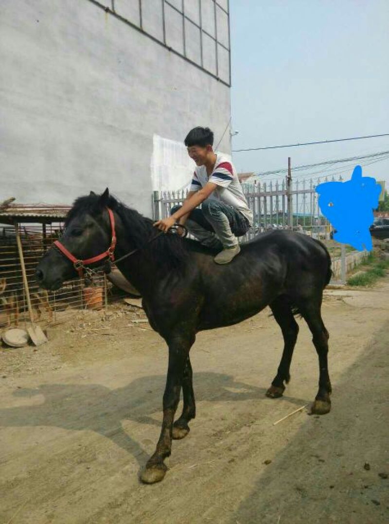 蒙古马200~300kg