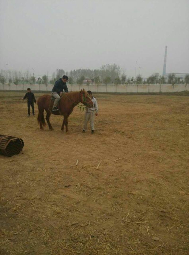 蒙古马200~300kg