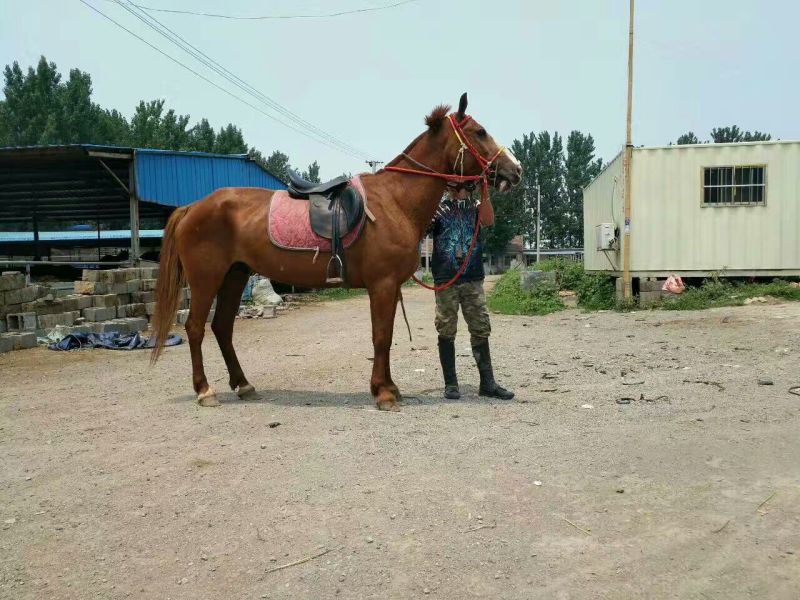 蒙古马200~300kg
