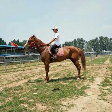 蒙古马200~300kg