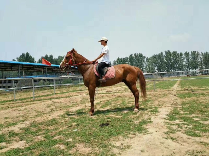 蒙古马200~300kg
