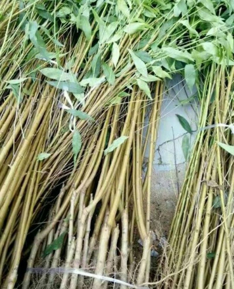 金秋蜜桃桃树苗60~70cm