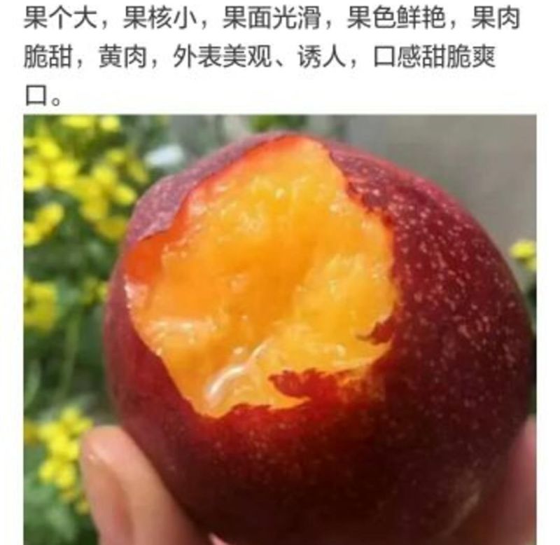 金秋蜜桃桃树苗60~70cm