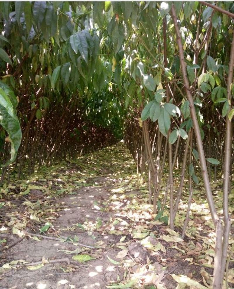 金秋蜜桃桃树苗60~70cm