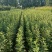 烟富8号苹果苗子，价格优惠，众成1号3号苹果苗子，华硕苗