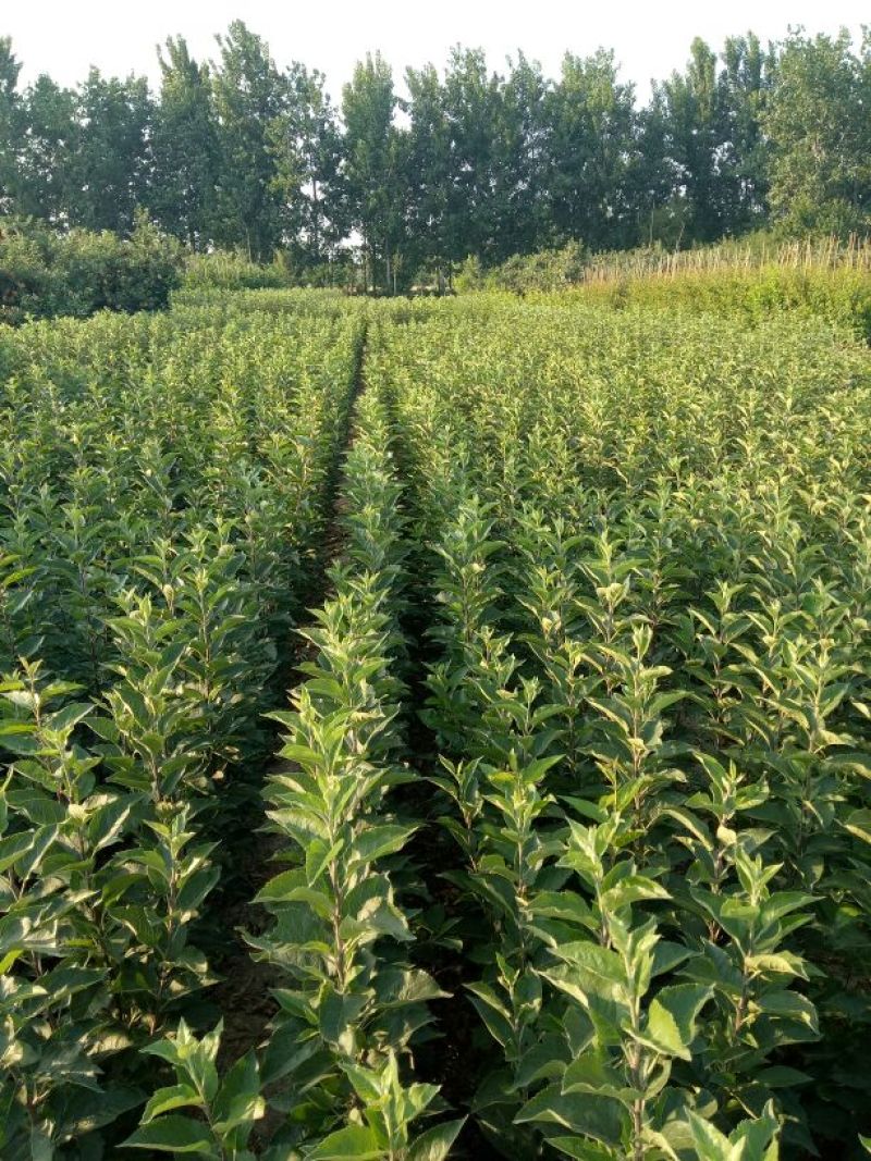 烟富8号苹果苗子，价格优惠，众成1号3号苹果苗子，华硕苗