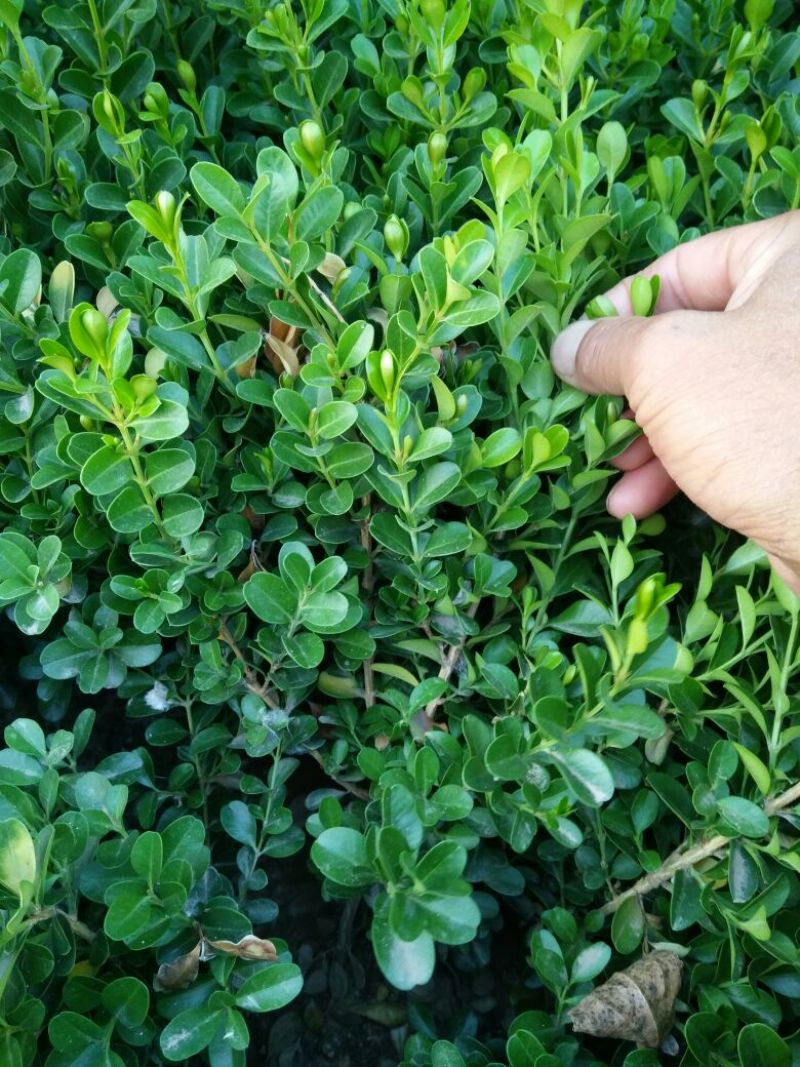 福禄考颜色多质量保证价格合理