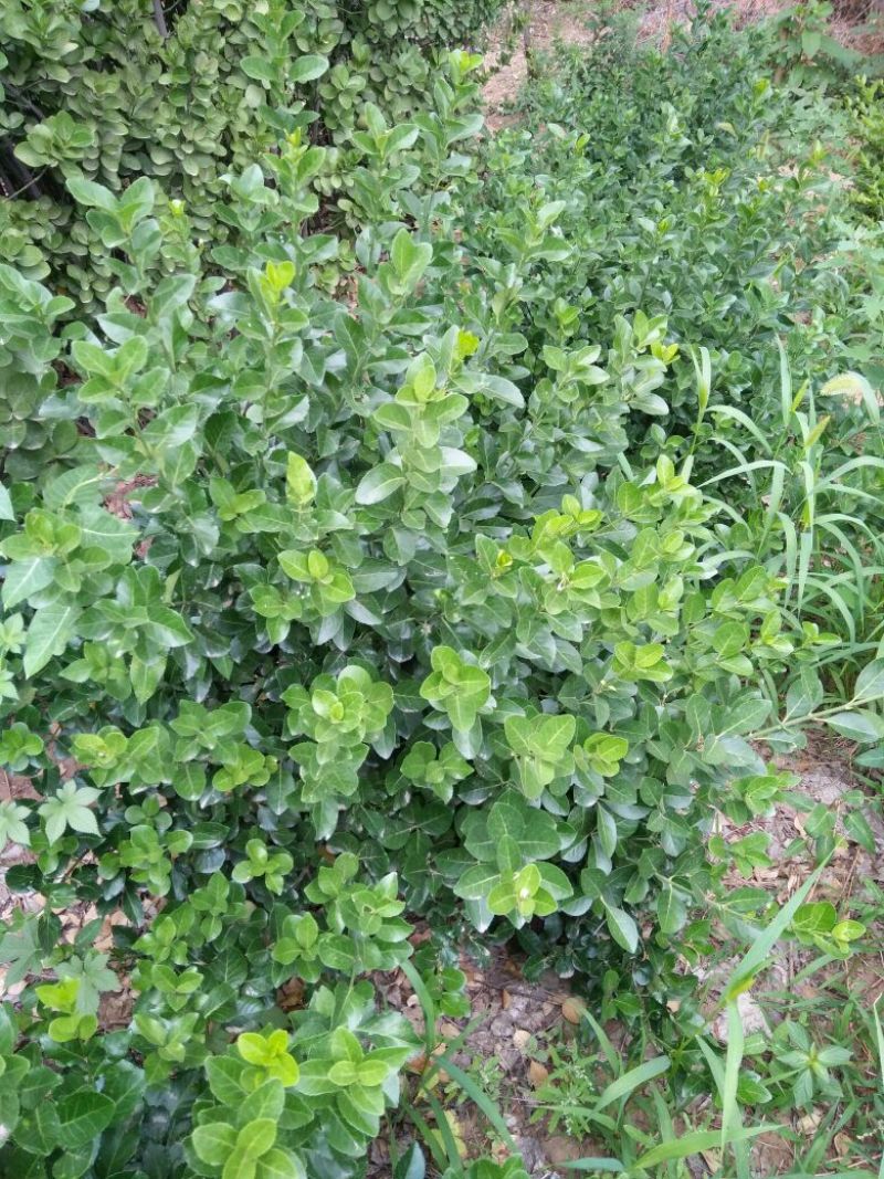 福禄考颜色多质量保证价格合理