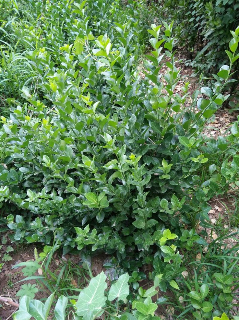 福禄考颜色多质量保证价格合理