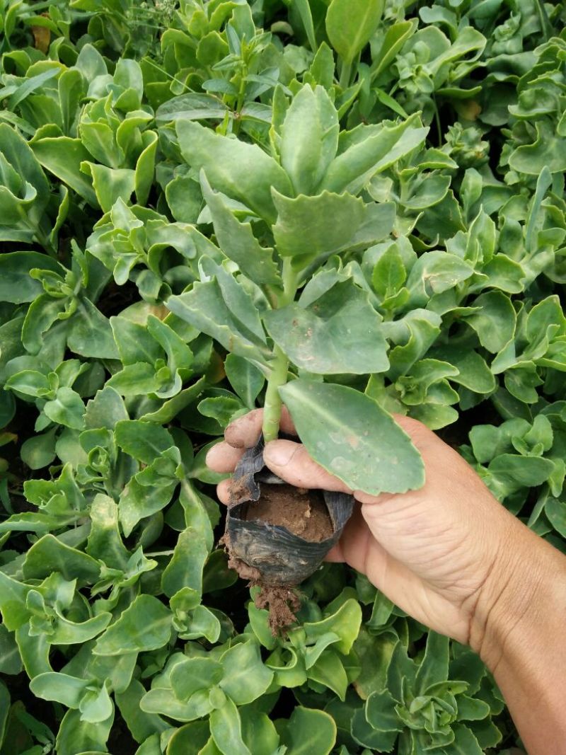 福禄考颜色多质量保证价格合理
