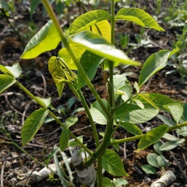 薄皮核桃苗50~100cm一年苗