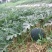 八宝黑皮无籽西瓜8斤打底9成熟1茬自生苗，糖度13