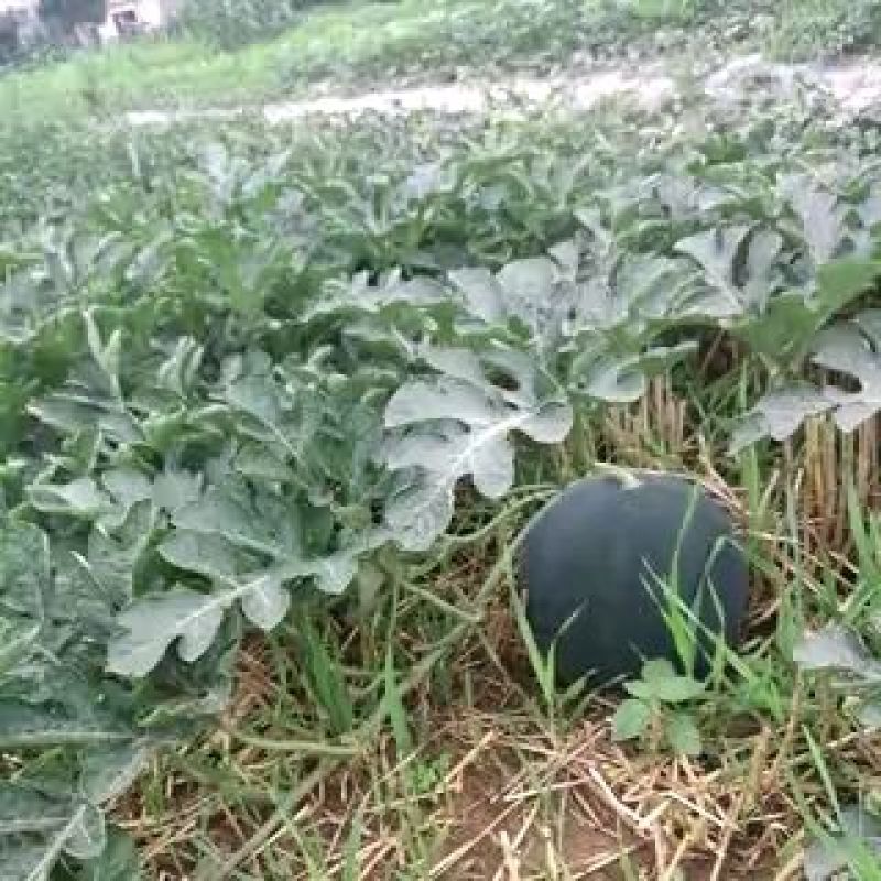 八宝黑皮无籽西瓜8斤打底9成熟1茬自生苗，糖度13