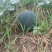 八宝黑皮无籽西瓜8斤打底9成熟1茬自生苗，糖度13