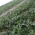 八宝黑皮无籽西瓜8斤打底9成熟1茬自生苗，糖度13