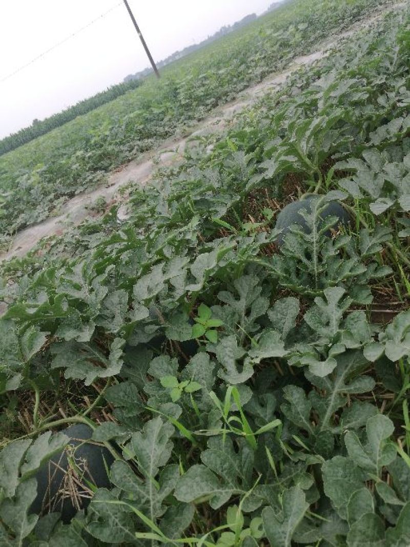 八宝黑皮无籽西瓜8斤打底9成熟1茬自生苗，糖度13