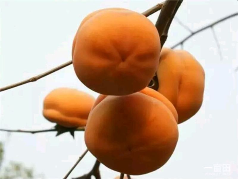 阳丰甜柿子树苗50~80cm
