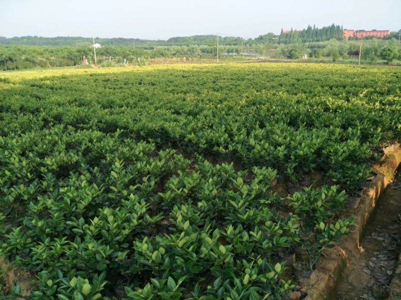 金森女贞4cm以下