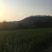 枸杞叶