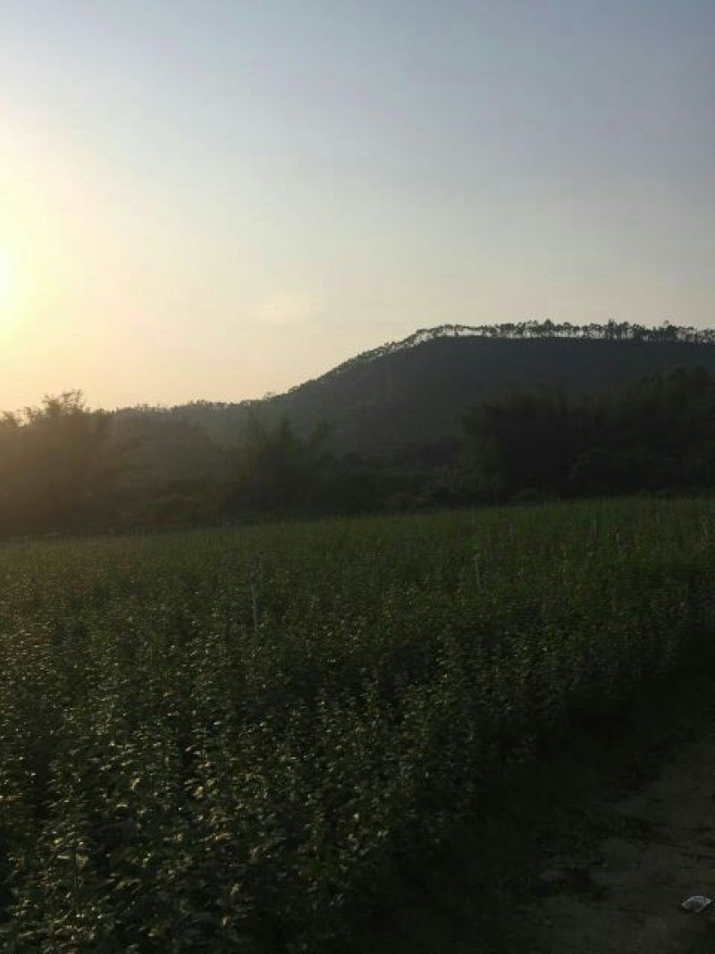 枸杞叶