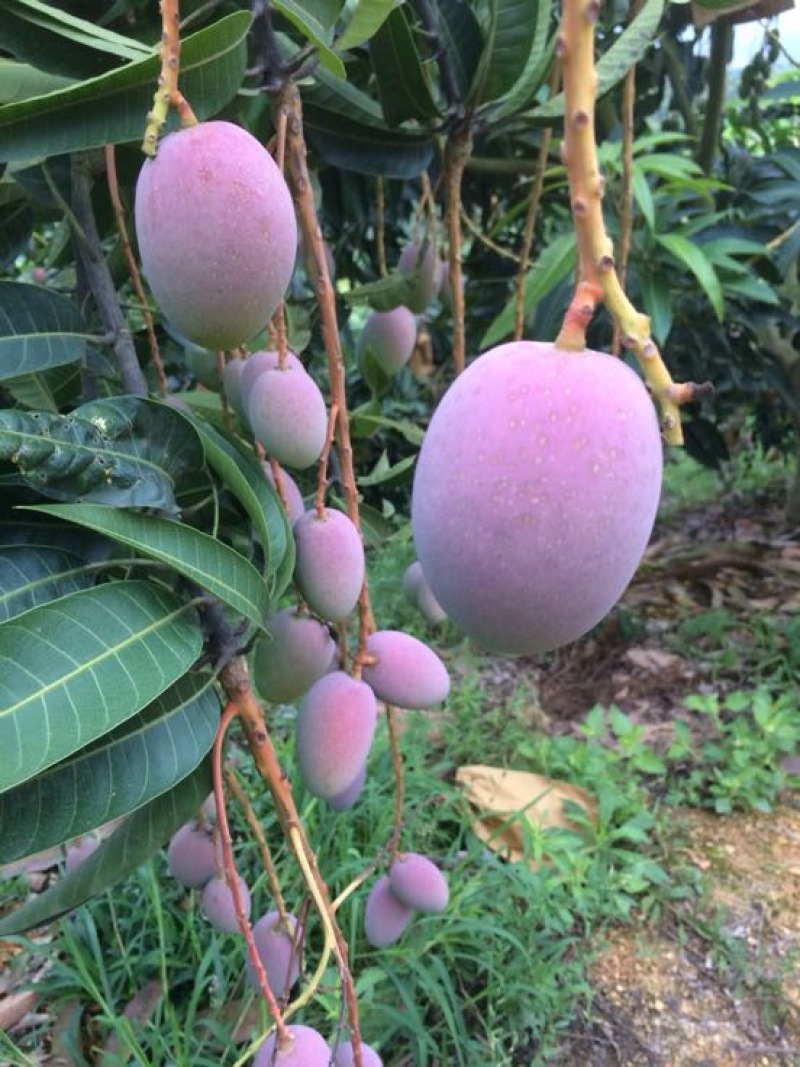 贵妃芒，好不好自己看，量大从优，品质保证