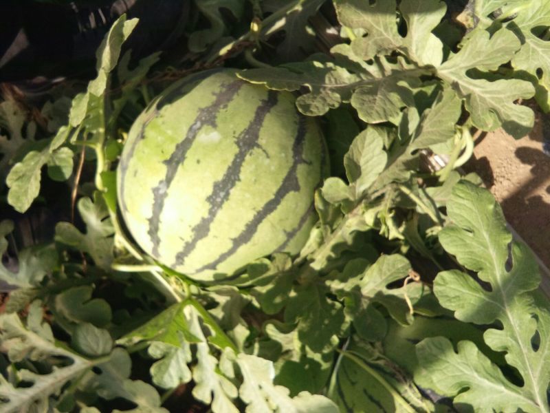 甜王西瓜10斤打底9成熟1茬