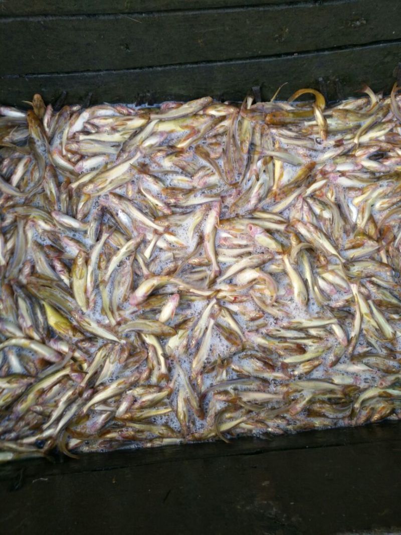 毛刀鱼食用冻鱼