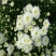 菊花苗