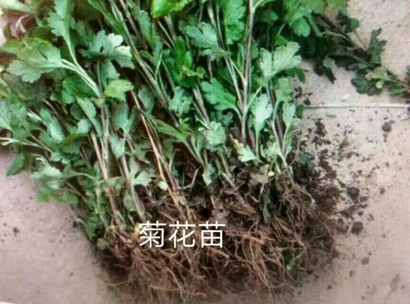 菊花苗