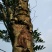 小叶榕10~20cm