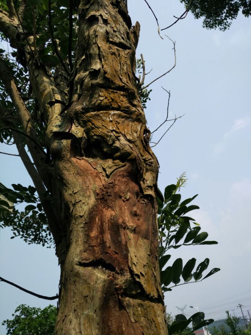 小叶榕10~20cm