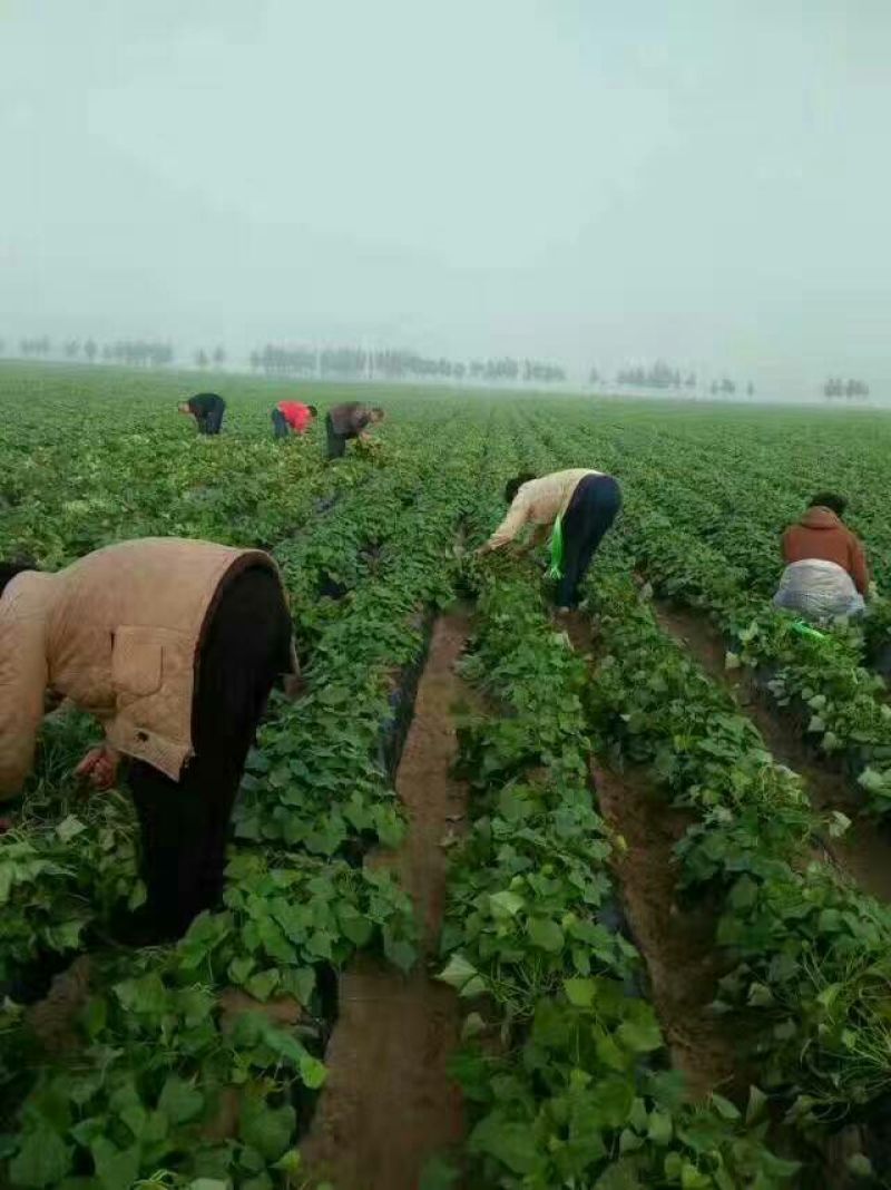 烟薯25纯陆地大田剪苗大量出售中价格合理保质保量订单回收