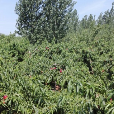 9602甜油桃2两以上，量大，质量好，需要的赶紧