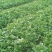 大叶香菜25~30厘米以上