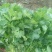 大叶香菜25~30厘米以上