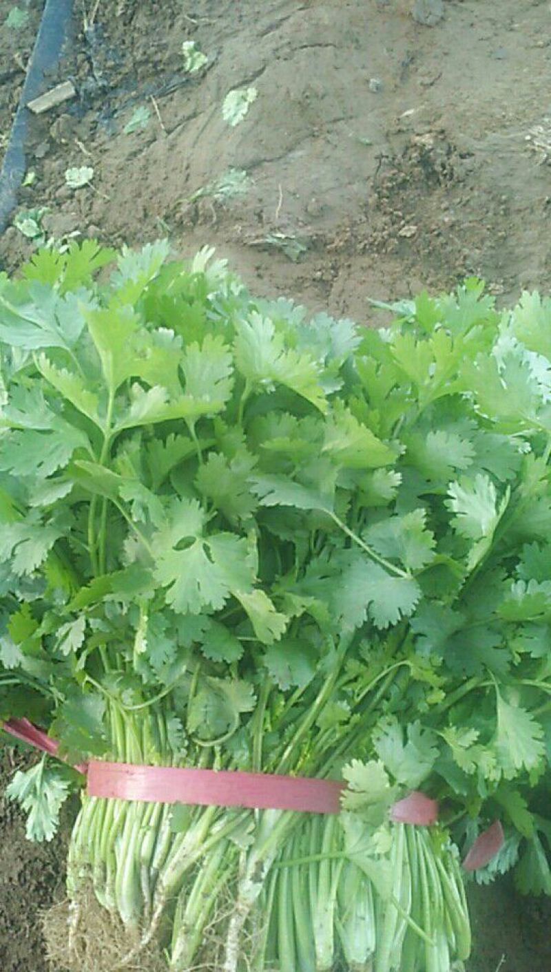 大叶香菜25~30厘米以上