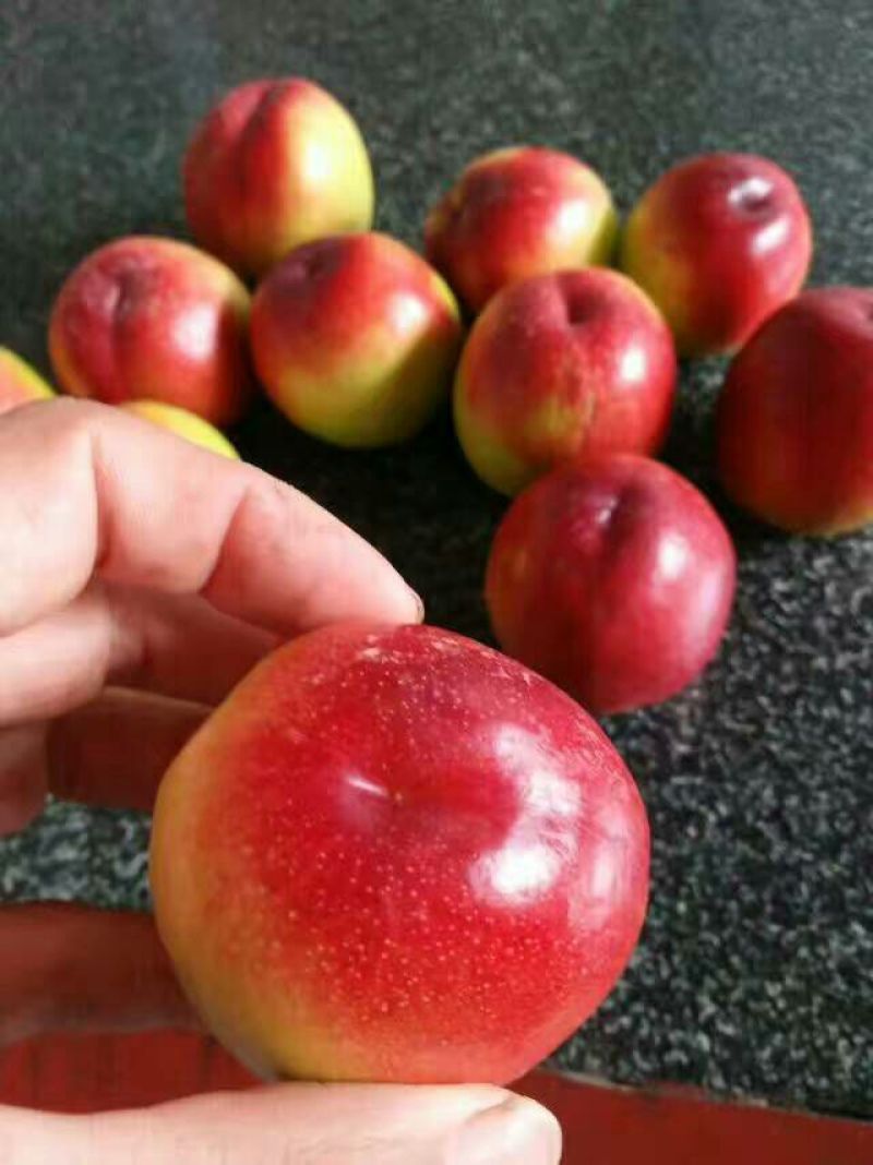 各种优质油桃紧急销售中